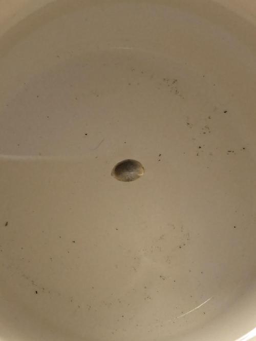 Zkittlez OG Auto - Barney's Farm. Week 0