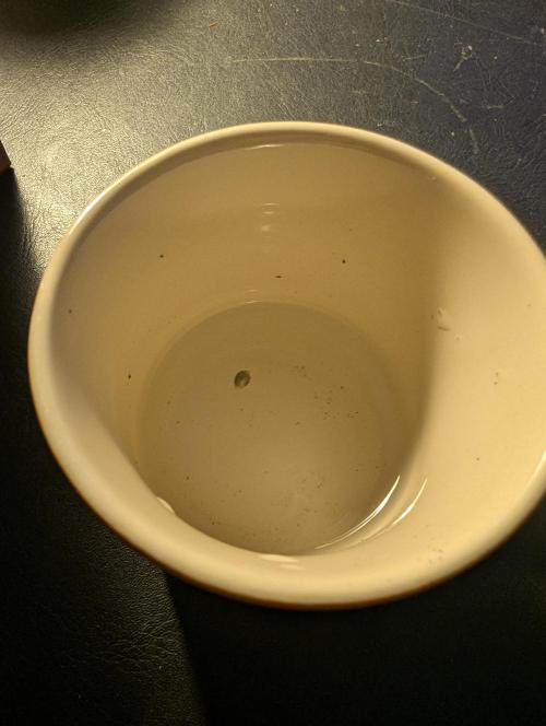 Zkittlez OG Auto - Barney's Farm. Week 0