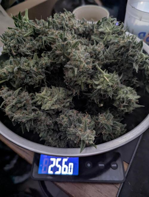 Do-Si-Dos Auto - Zamnesia. Week 12