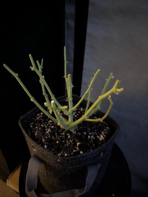 Do-Si-Dos Auto - Zamnesia. Week 12