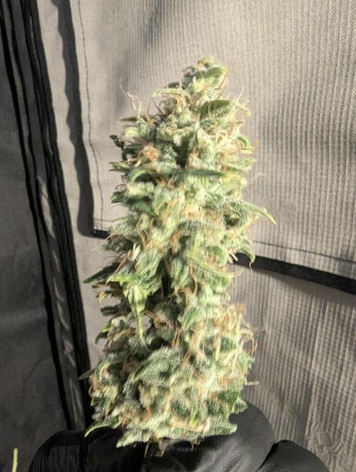 Do-Si-Dos Auto - Zamnesia. Week 12