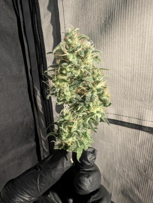 Do-Si-Dos Auto - Zamnesia. Week 12