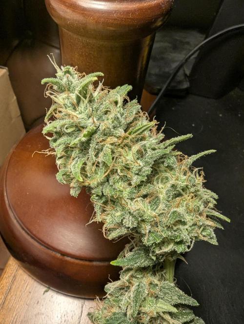 Do-Si-Dos Auto - Zamnesia. Week 12