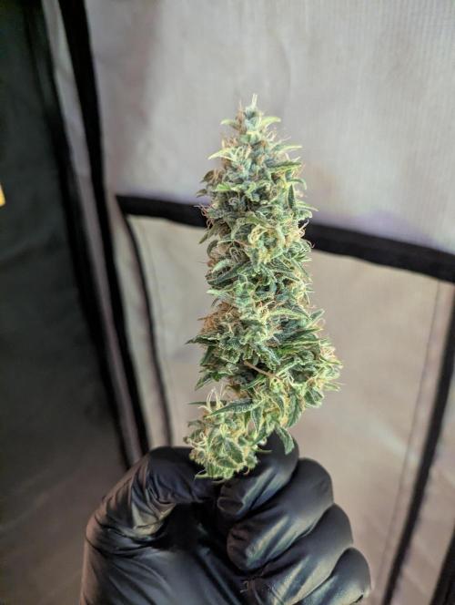 Do-Si-Dos Auto - Zamnesia. Week 12