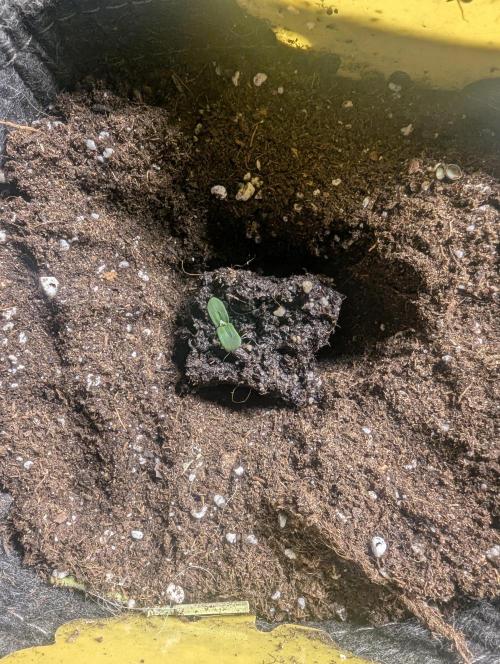 AlienZ Automatic - Greenhouse Seed Co.. Week 0