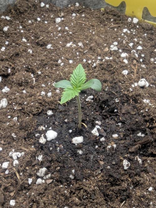 Wizard Fuel - Wizard Trees. Week 0