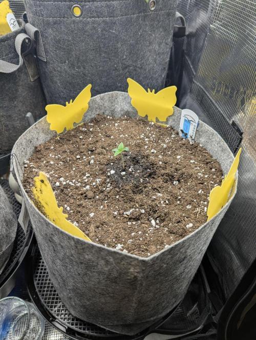 Wizard Fuel - Wizard Trees. Week 0