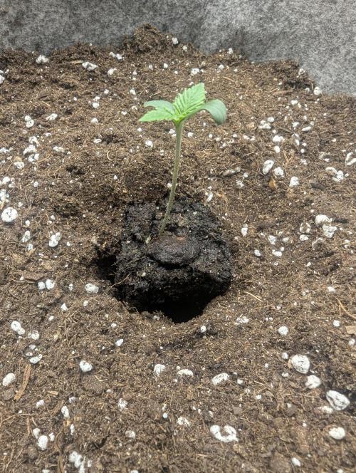 Wizard Fuel - Wizard Trees. Week 0