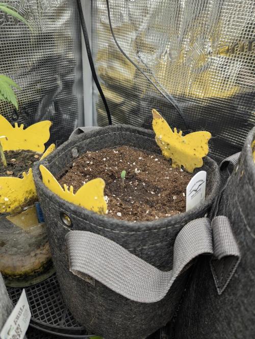 AlienZ Automatic - Greenhouse Seed Co.. Week 0