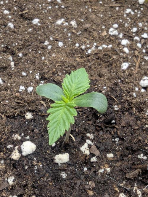 Wizard Fuel - Wizard Trees. Week 0