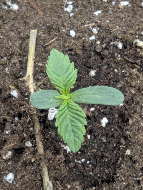 British Delight - Wizard Trees. Week 0