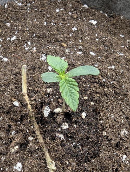 British Delight - Wizard Trees. Week 0