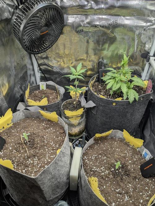 British Delight - Wizard Trees. Week 0