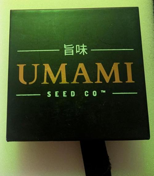 ZodaZa - Umami. Week 0