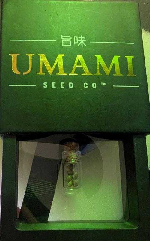 ZodaZa - Umami. Week 0