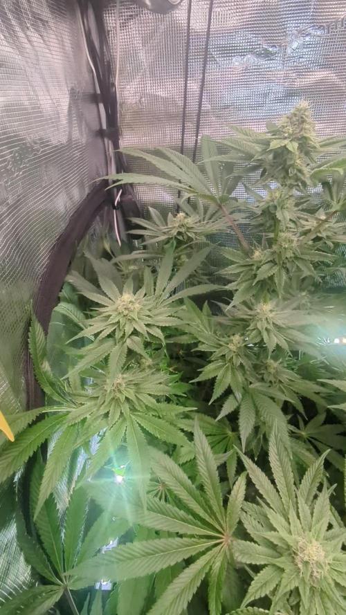 Black Cherry Gushers - Barney's Farm