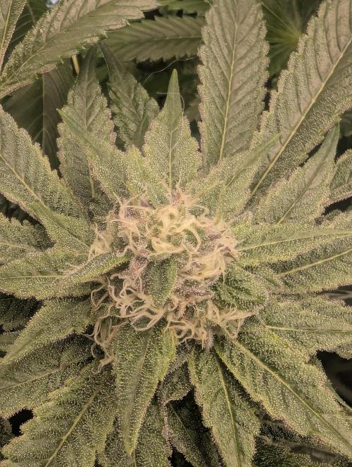 Black Cherry Gushers - Barney's Farm. Week 12