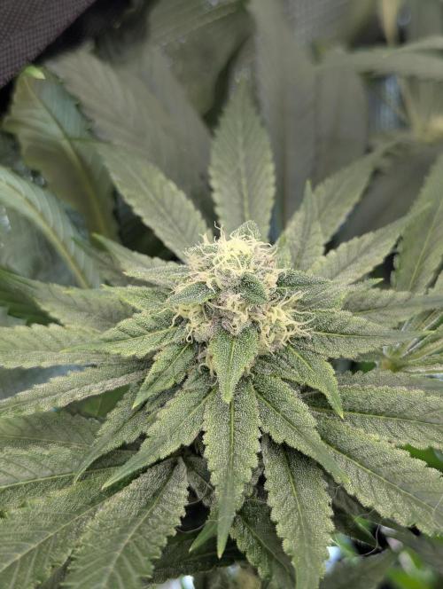 Black Cherry Gushers - Barney's Farm. Week 12