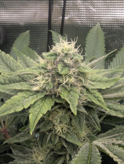 Black Cherry Gushers - Barney's Farm. Week 12