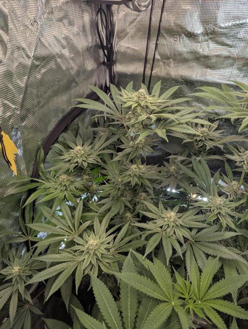 Black Cherry Gushers - Barney's Farm. Week 12