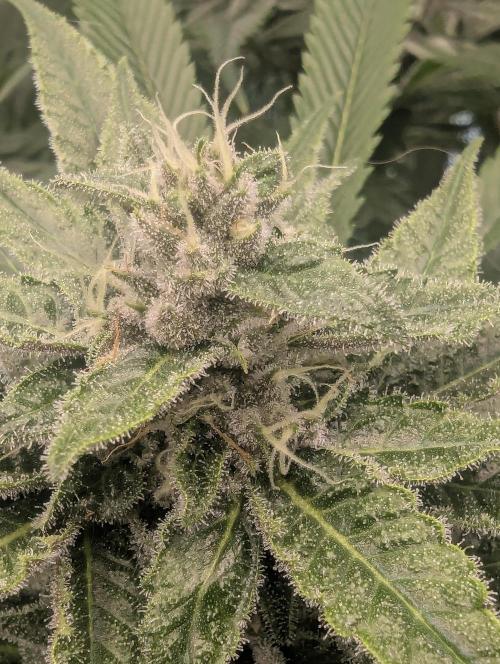 Blue Zushi - Dutch Passion. Week 12