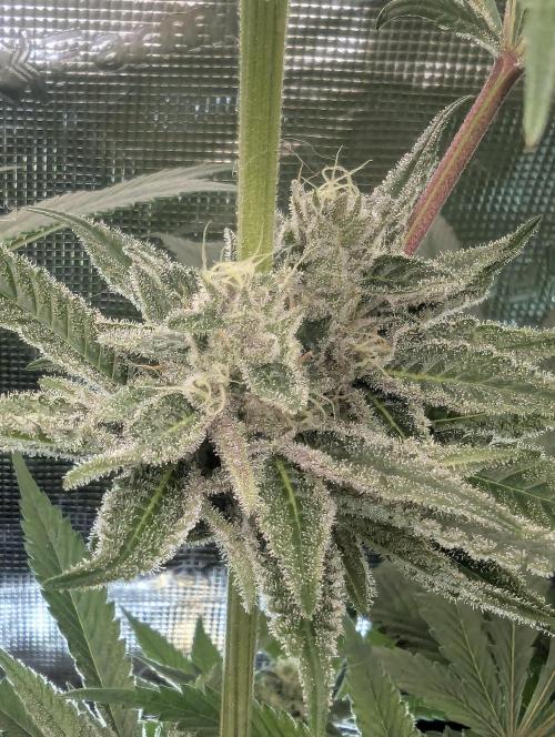 Blue Zushi - Dutch Passion. Week 12