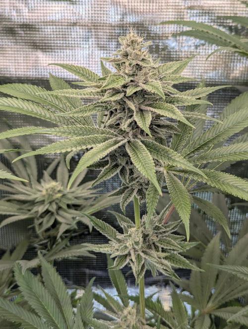 Blue Zushi - Dutch Passion. Week 12