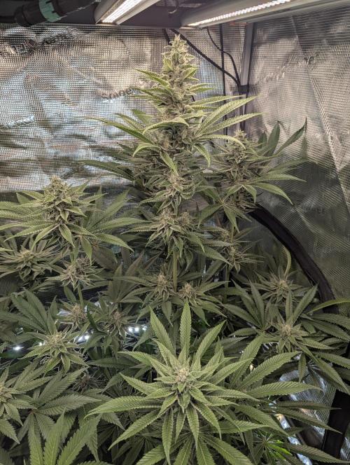 Blue Zushi - Dutch Passion. Week 12