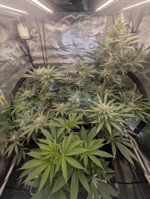 Blue Zushi - Dutch Passion. Week 12