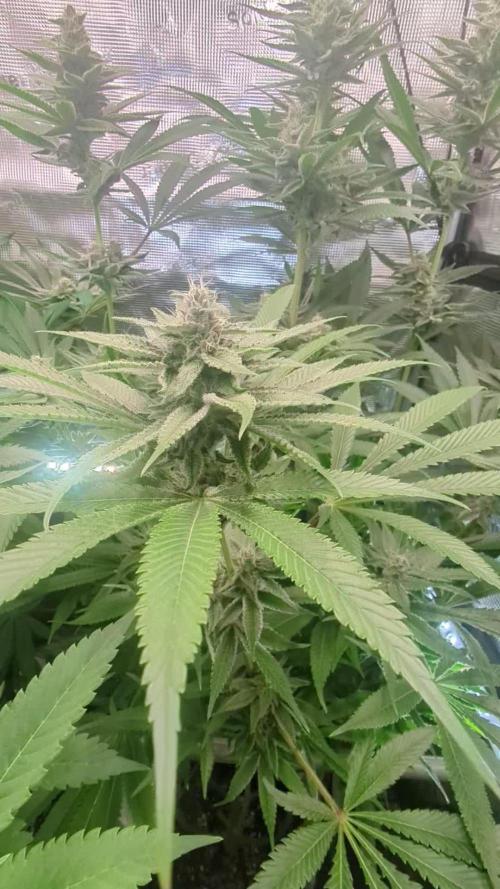 Blue Zushi - Dutch Passion