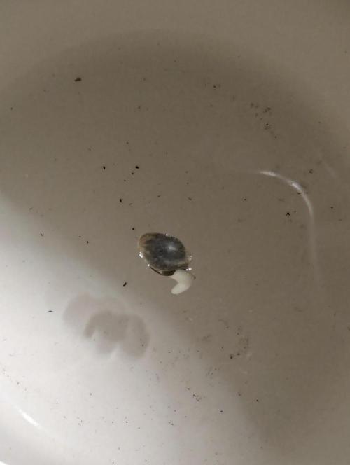 ZodaZa - Umami. Week 0