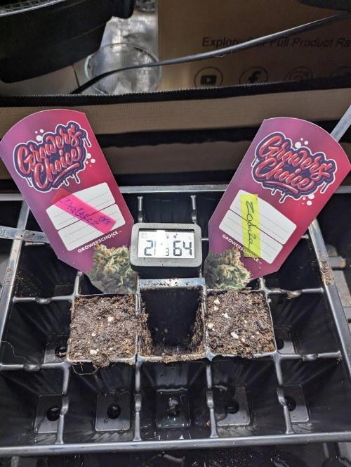 Zkittlez OG Auto - Barney's Farm. Week 0