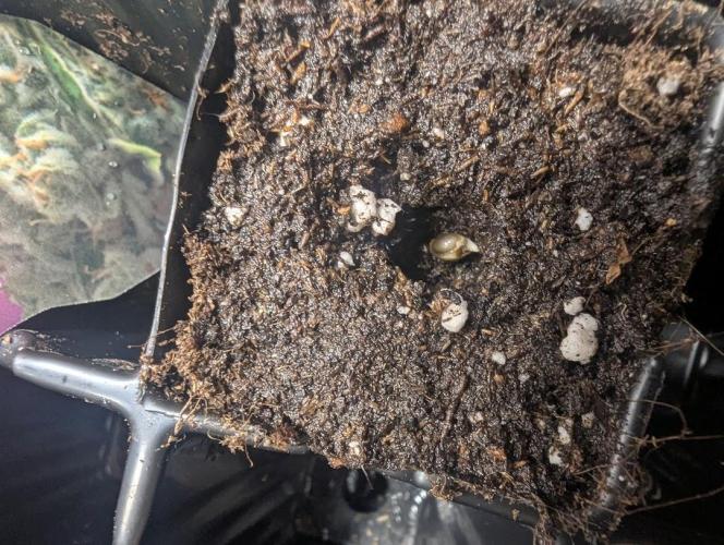 Zkittlez OG Auto - Barney's Farm. Week 0