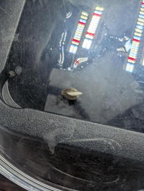 Zkittlez OG Auto - Barney's Farm. Week 0