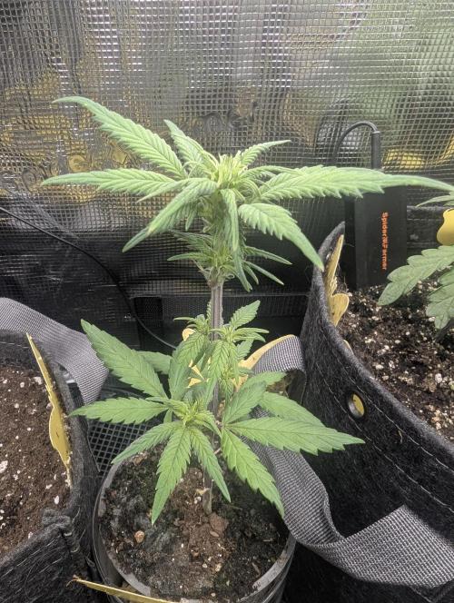 Strawberry Gorilla Auto - FastBuds. Week 4