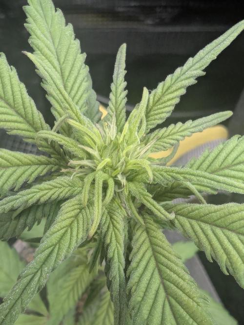 Strawberry Gorilla Auto - FastBuds. Week 4