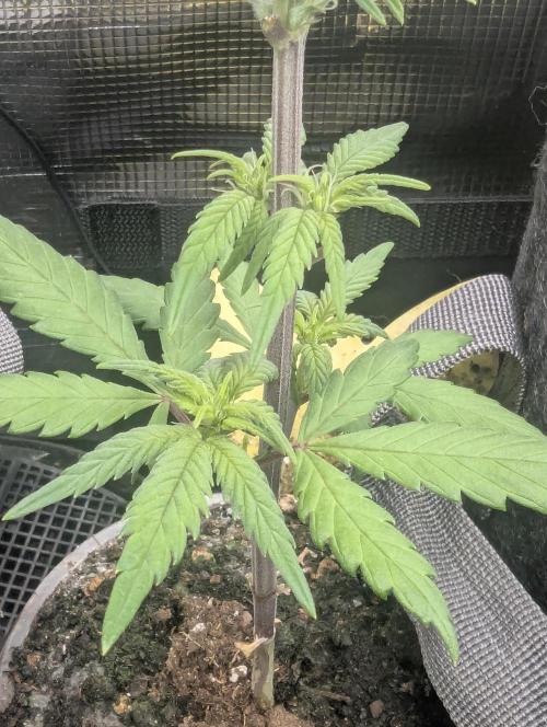 Strawberry Gorilla Auto - FastBuds. Week 4