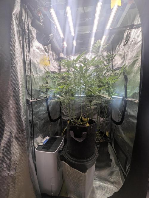 RS11 x Banana OG - Barney's Farm. Week 8
