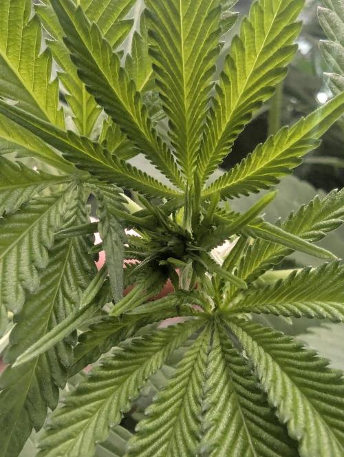 RS11 x Banana OG - Barney's Farm. Week 8