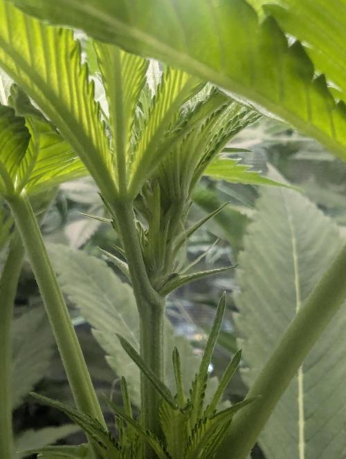 RS11 x Banana OG - Barney's Farm. Week 8