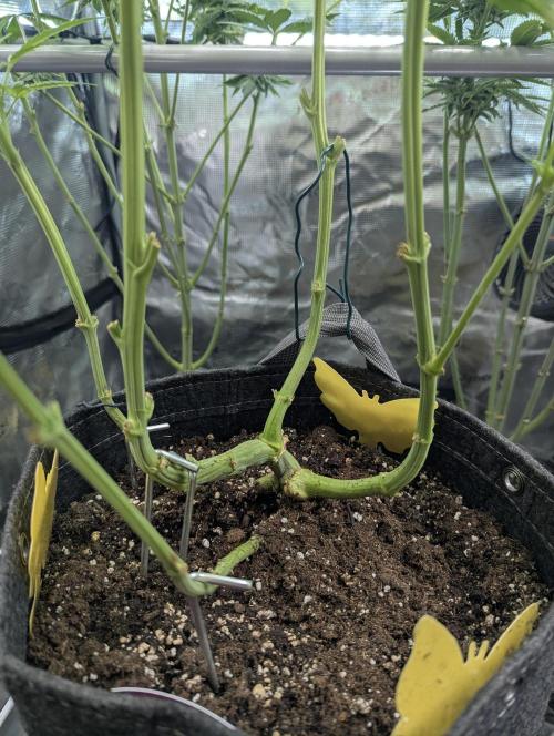 RS11 x Banana OG - Barney's Farm. Week 8