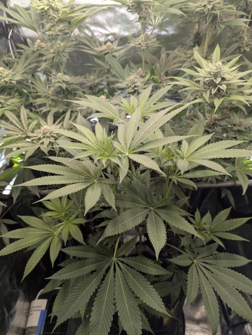 RS11 x Banana OG - Barney's Farm. Week 8