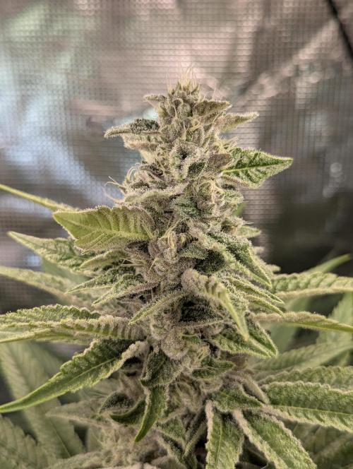 Blue Zushi - Dutch Passion. Week 12