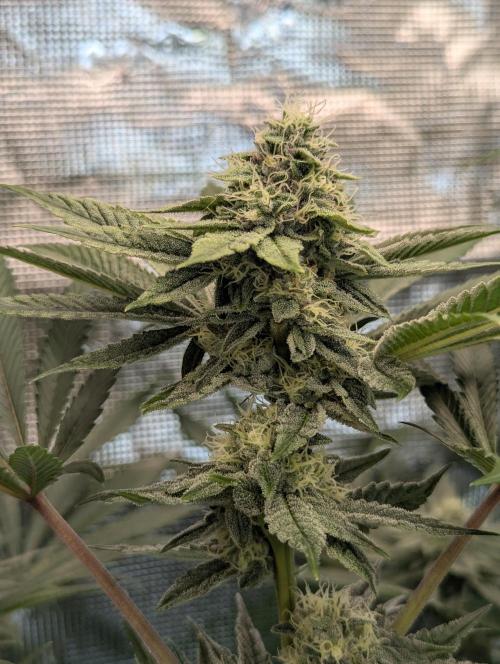 Black Cherry Gushers - Barney's Farm. Week 12