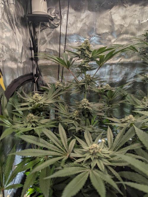 Black Cherry Gushers - Barney's Farm. Week 12