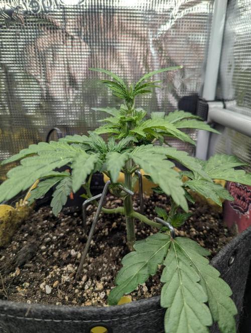 Zkittlez - Growers Choice. Week 4