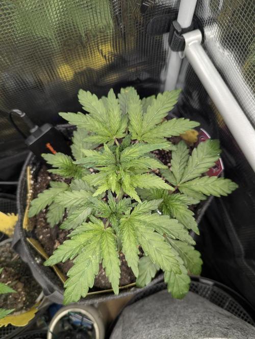 Zkittlez - Growers Choice. Week 4