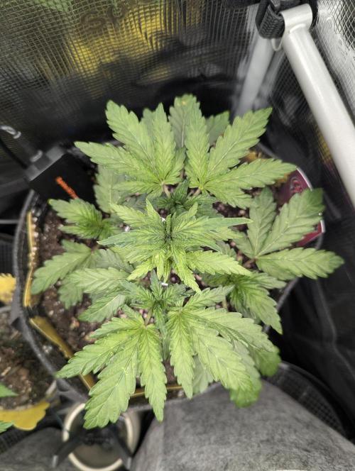 Zkittlez - Growers Choice. Week 4