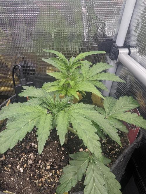 Zkittlez - Growers Choice. Week 4