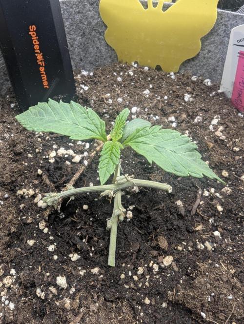 British Delight - Wizard Trees. Week 1